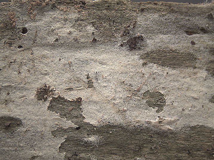 Botryobasidium subcoronatum (Höhn. & Litsch.)