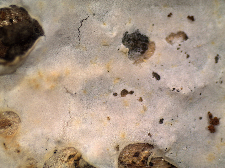 Da determinare (Athelia sp.)