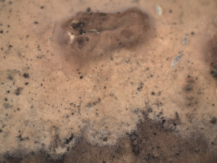 Quiz N. 3 (Peniophora incarnata)
