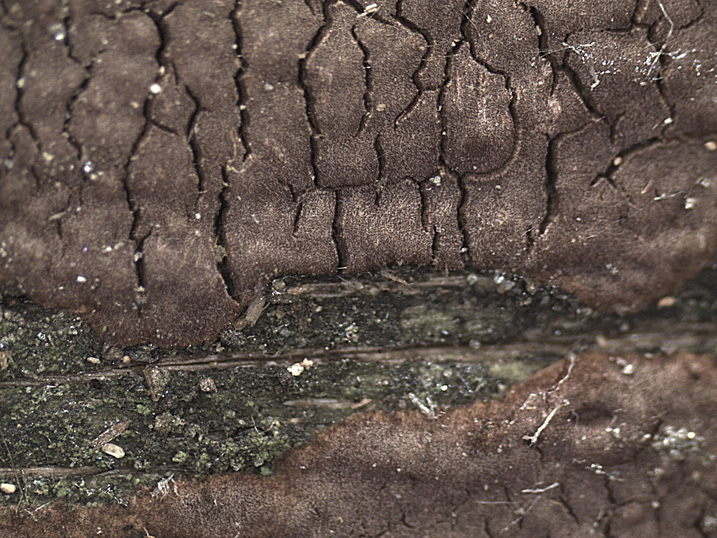 Quiz N. 5 (Hymenochaete fuliginosa)