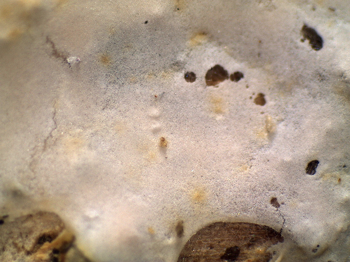 Da determinare (Athelia sp.)