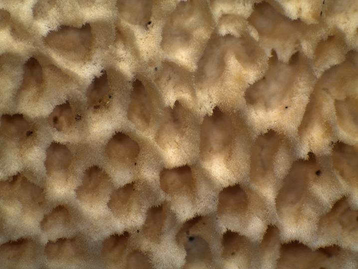 Aphyllophorales quiz (Schizopora flavipora)
