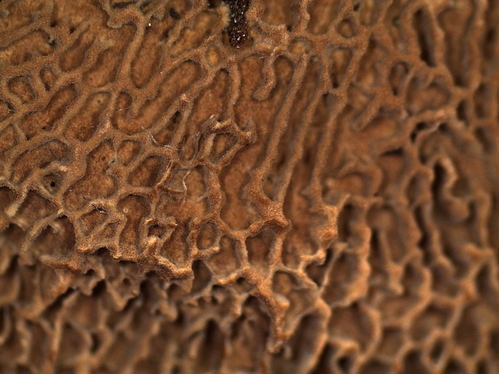 Forse ...Daedaleopsis.... (Gloeophyllum trabeum)