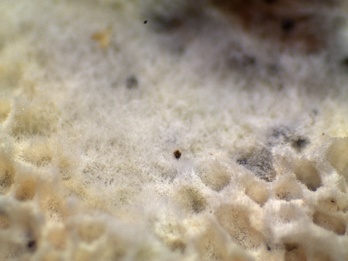 Aphyllophorales quiz (Schizopora flavipora)