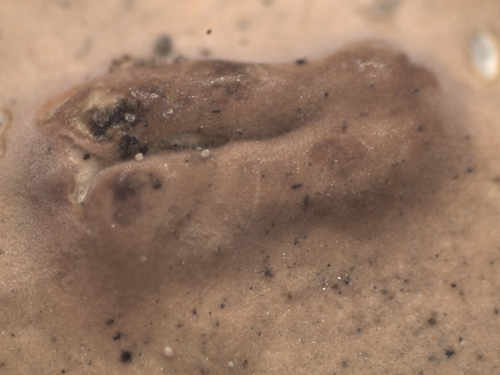 Quiz N. 3 (Peniophora incarnata)