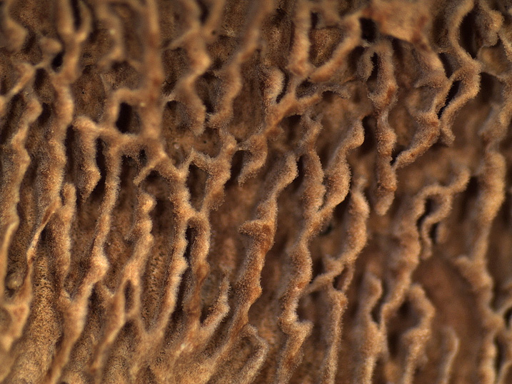 Forse ...Daedaleopsis.... (Gloeophyllum trabeum)