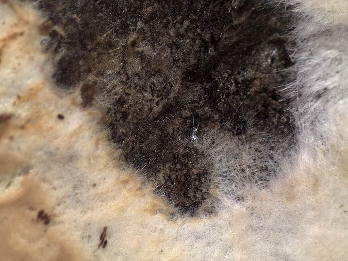 Mutatoderma mutatum