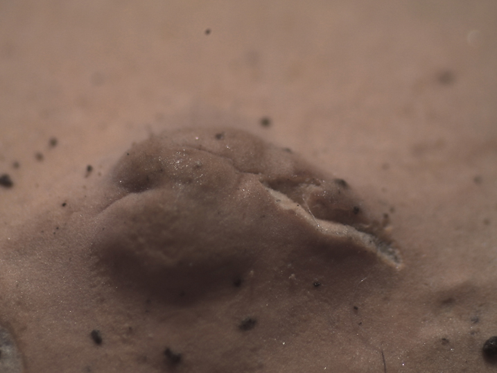 Quiz N. 3 (Peniophora incarnata)