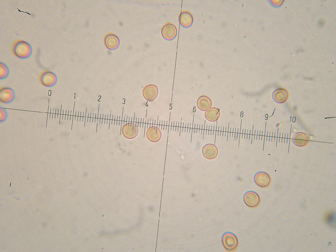 Le basidiospore negli Aphyllophorales