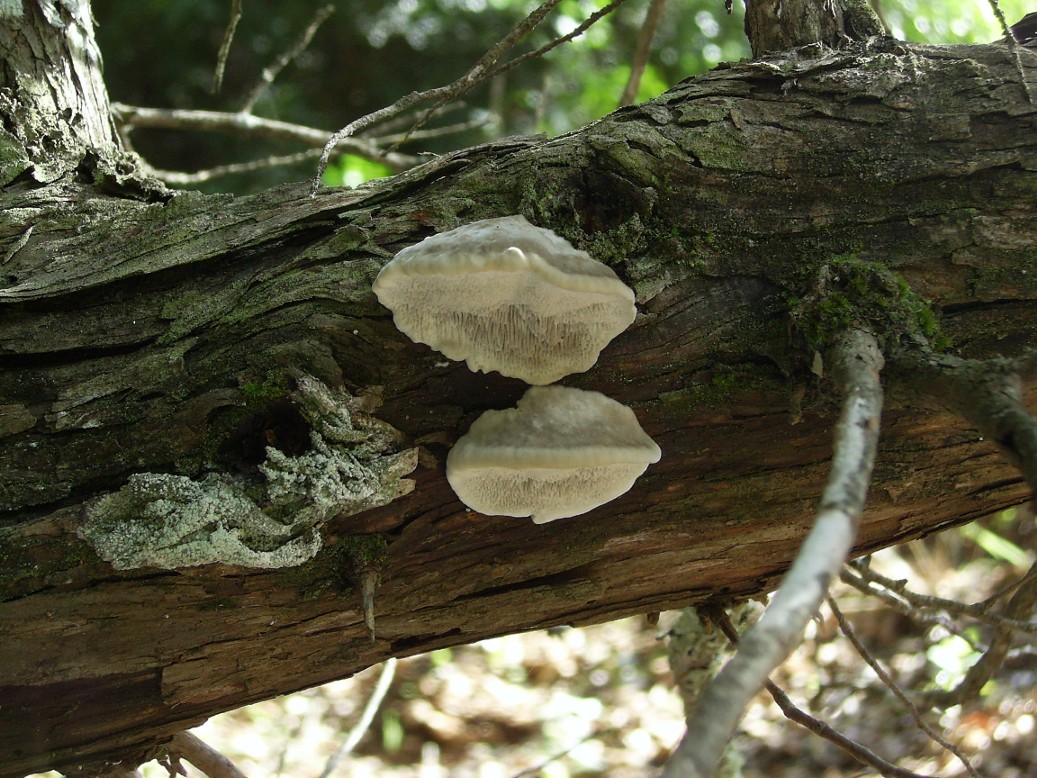 Quale Trametes??