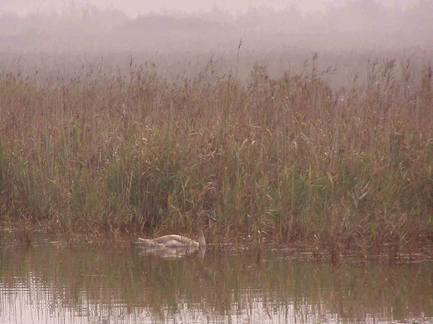 Cigno Reale/Cygnus olor