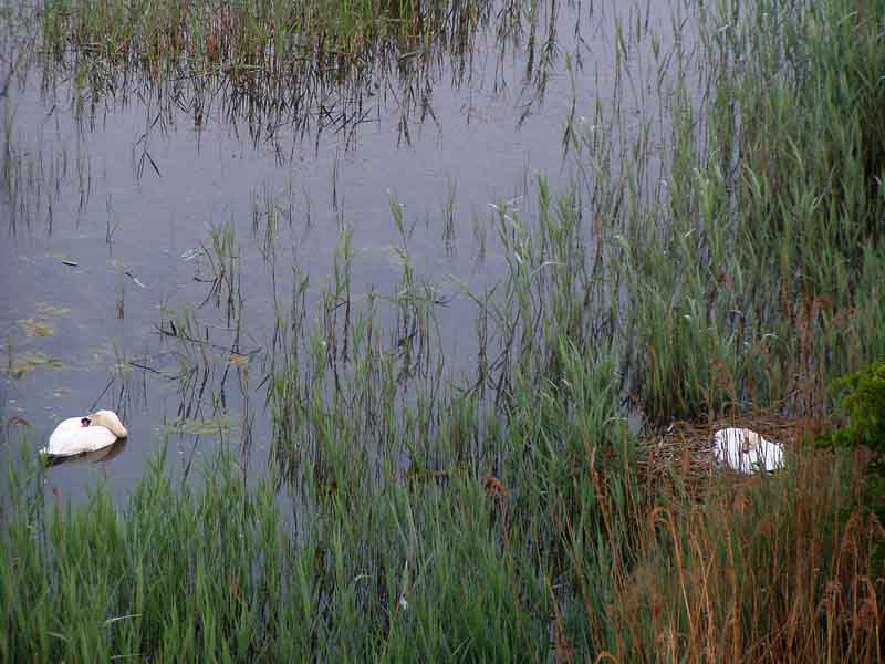 Cigno Reale/Cygnus olor