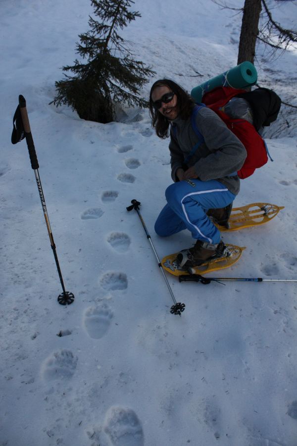 Orso bellunese