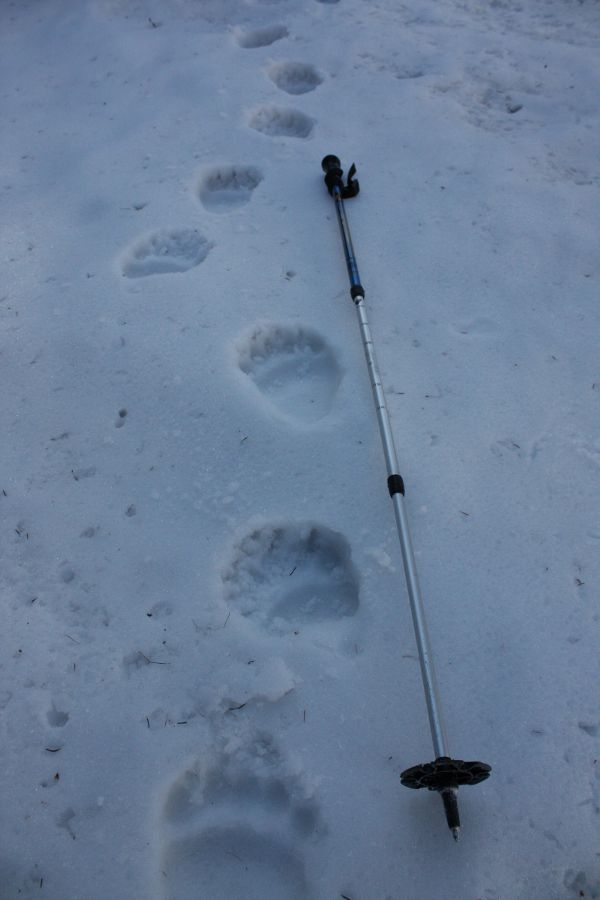 Orso bellunese