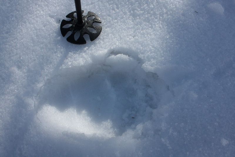 Orso bellunese