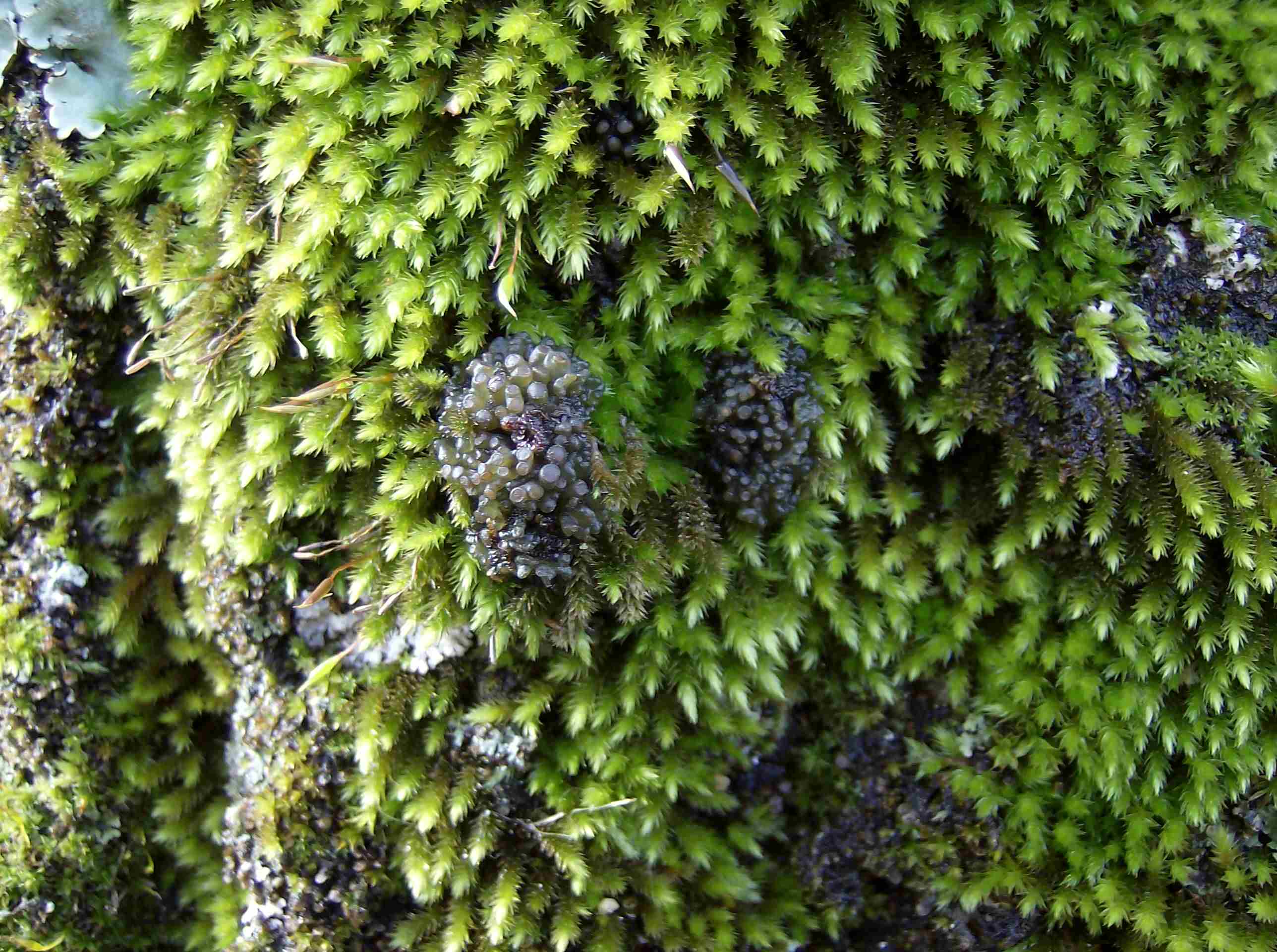 fra muschi e licheni...