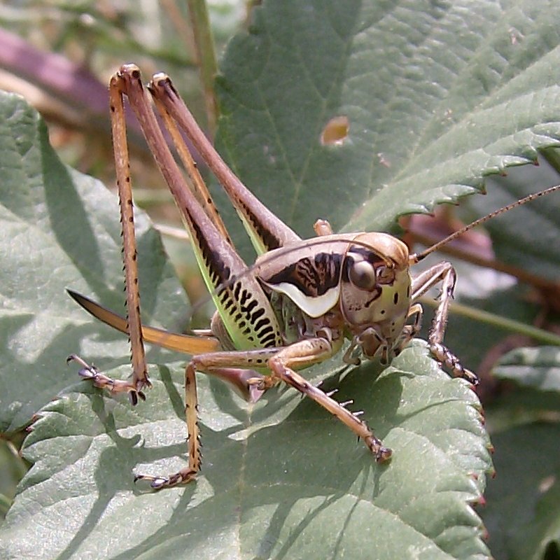 cavallette con la spada! - Eupholidoptera sp.