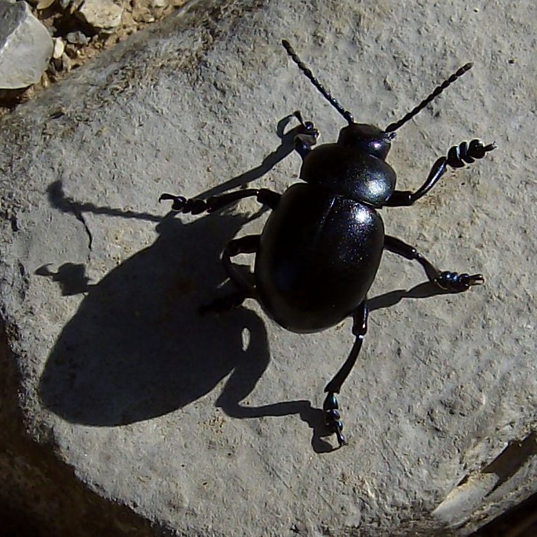 Timarcha tenebricosa