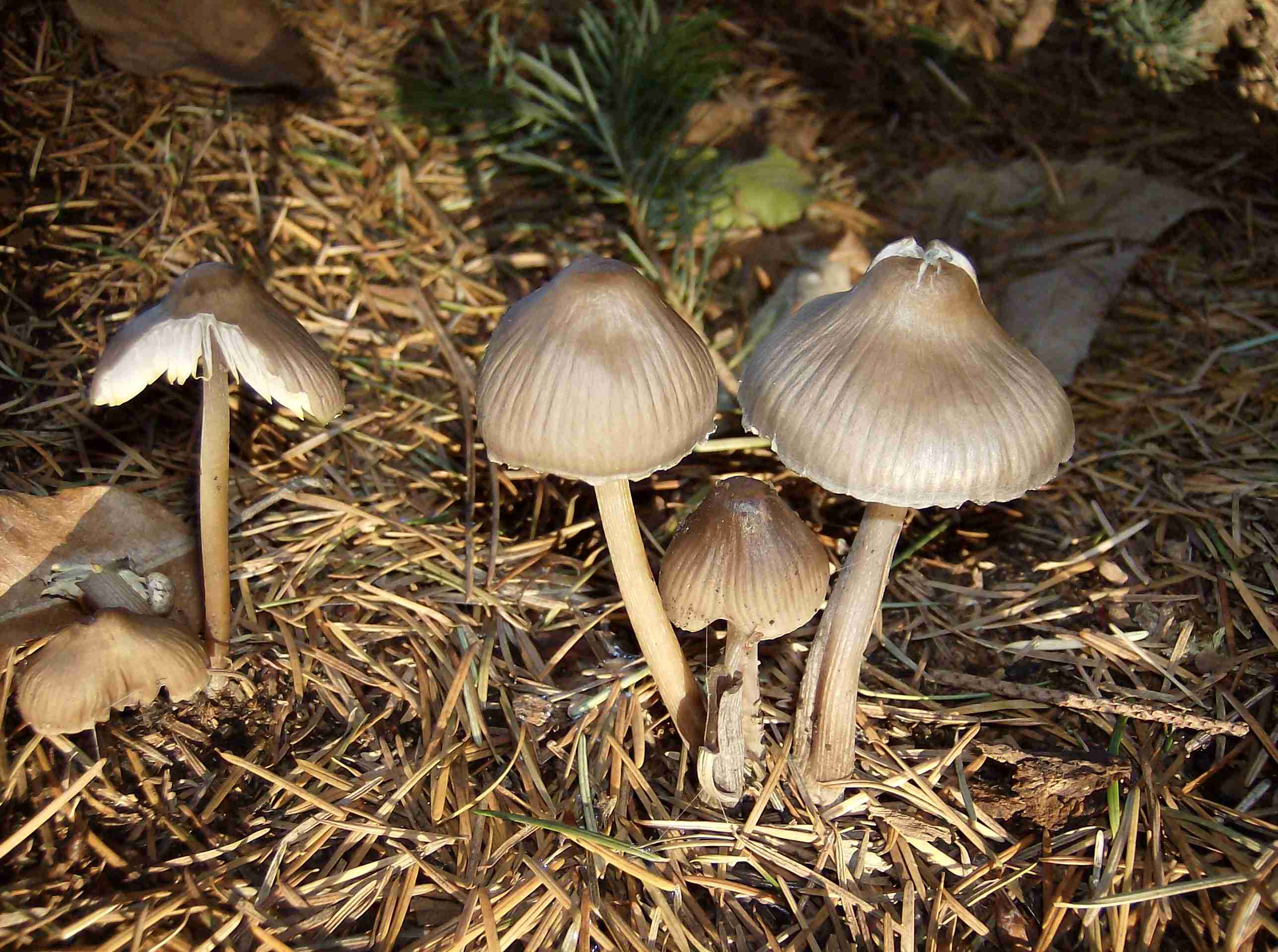 funghi da identificare (Mycena sp.)