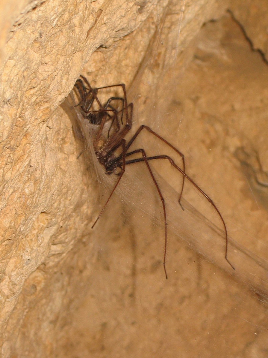 Tegenaria