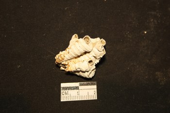 Petaloconchus intortus (Lamarck,1818) - Pliocene - Toscana