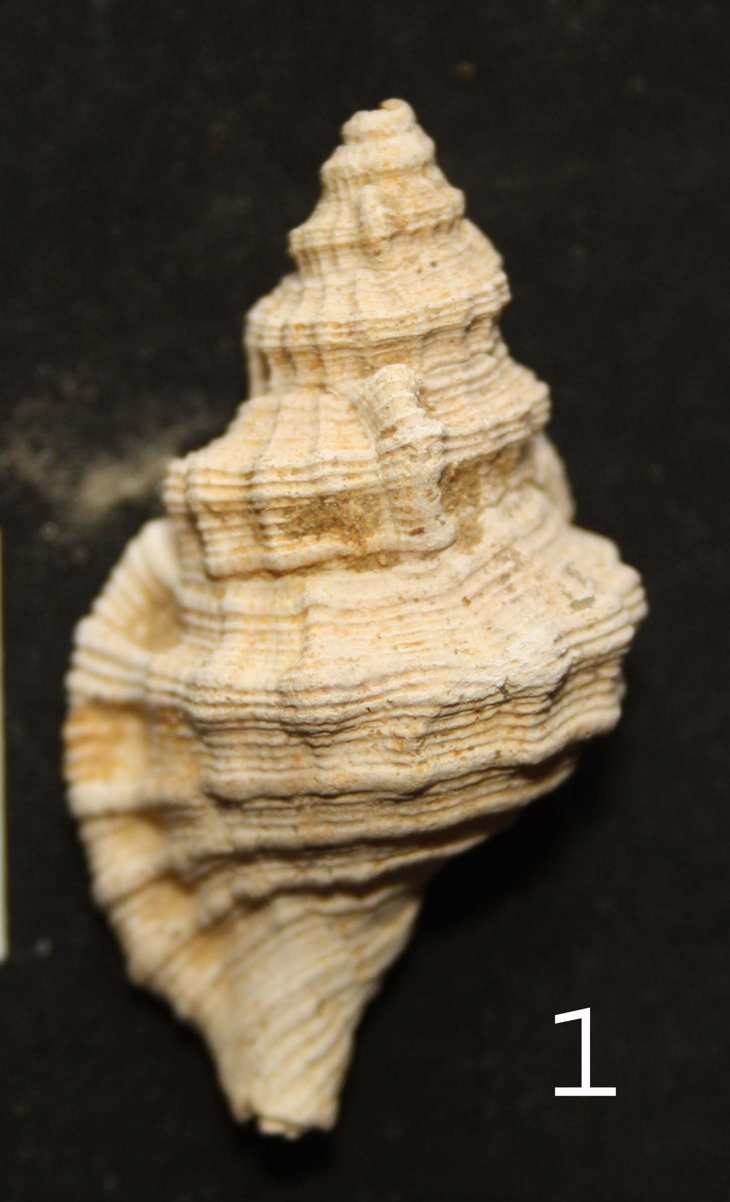 Cymatium doderleini (D''Ancona, 1872) - Pliocene.