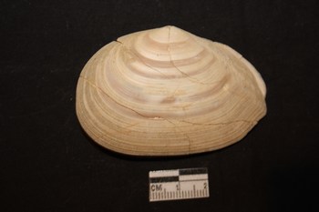 Tellina planata (Linn, 1758) - Pliocene