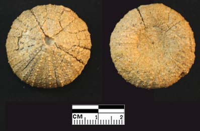Echinide: Paracentrotus lividus