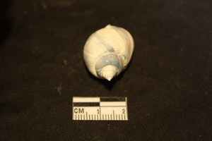 Nassarius mutabilis (L., 1758)  - Pleistocene - Puglia