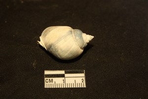 Nassarius mutabilis (L., 1758)  - Pleistocene - Puglia