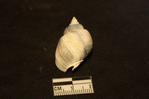 Nassarius mutabilis (L., 1758)  - Pleistocene - Puglia