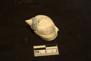 Nassarius mutabilis (L., 1758)  - Pleistocene - Puglia