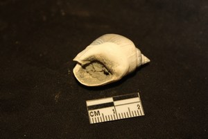 Nassarius mutabilis (L., 1758)  - Pleistocene - Puglia