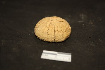 Echinide: Paracentrotus lividus