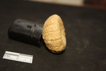 Echinide: Paracentrotus lividus