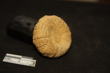 Echinide: Paracentrotus lividus