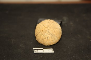 Echinide: Paracentrotus lividus