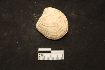 Megaxinus ellipticus (Borson, 1825) - pliocene toscana