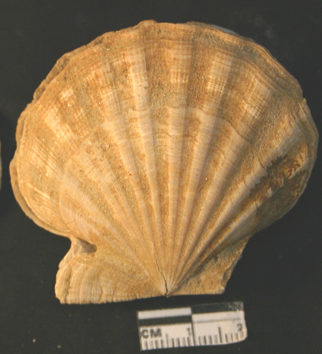 Id pecten