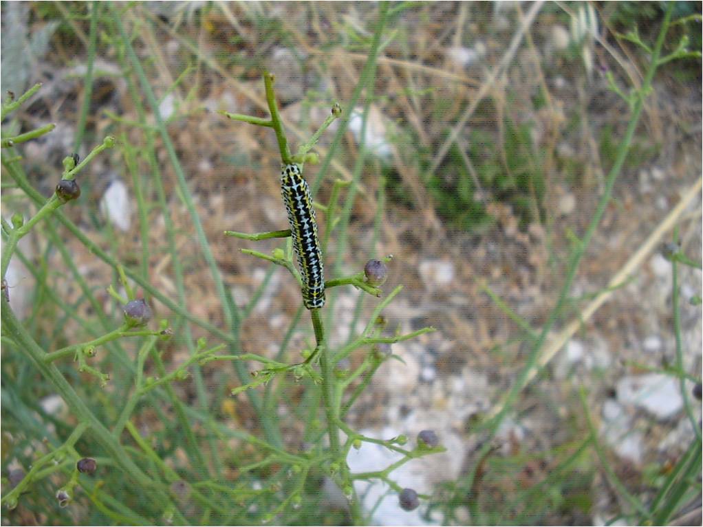 Altro bruco - Cucullia (Shargacucullia) blattariae