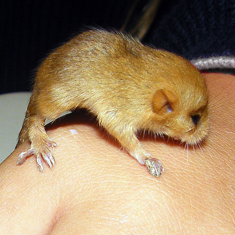 Moscardino juv.