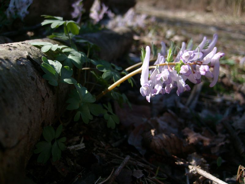 Corydalis solida