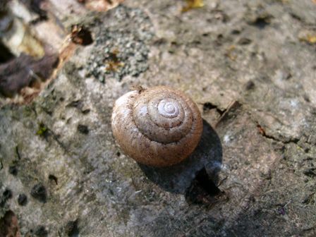 Chiocciola da identificare