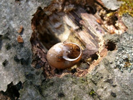 Chiocciola da identificare