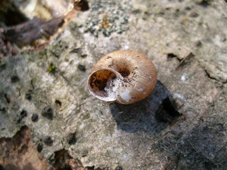 Chiocciola da identificare