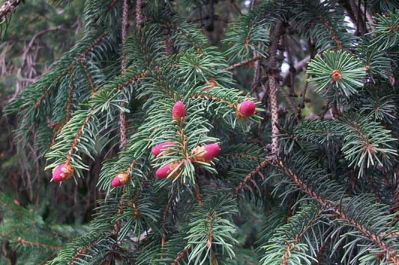 Picea abies