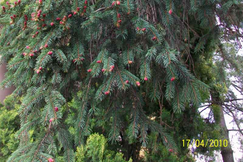 Picea abies