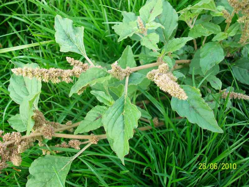 Amaranthus cfr. deflexus