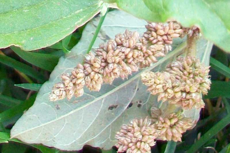Amaranthus cfr. deflexus
