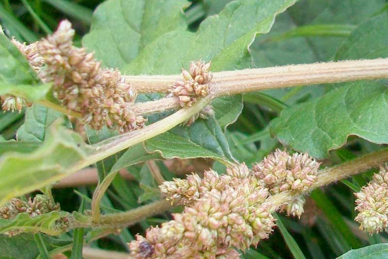 Amaranthus cfr. deflexus